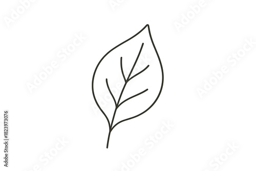 Simple outline of a single leaf with veins on white background