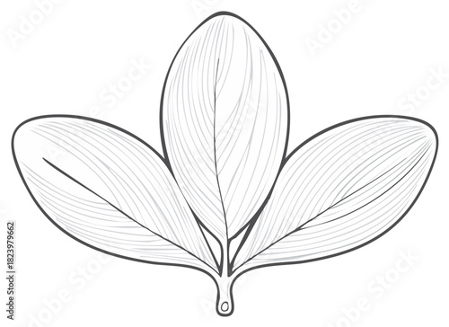 Stylized illustration of a leaf cluster with three ovate leaves, botanical art.