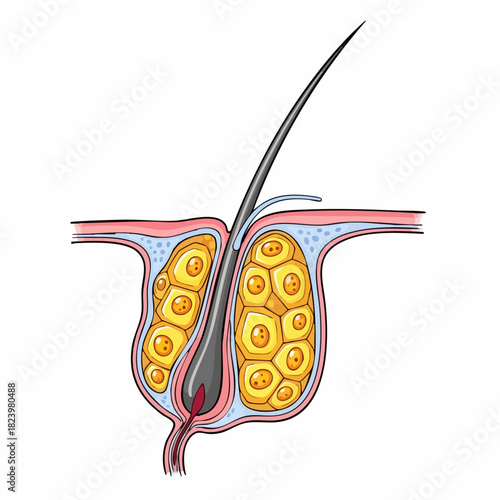 Hair follicle illustration showcasing epidermal and dermal structure with sebaceous glands, revealing structural details.