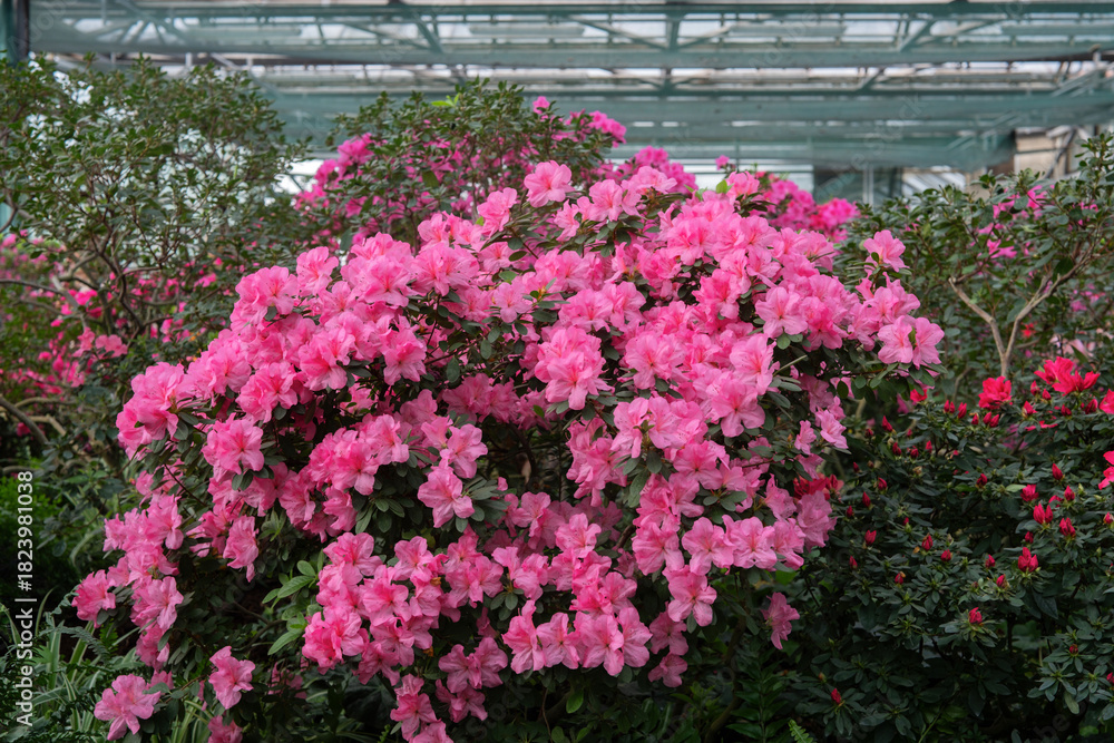 Naklejka premium Blooming pink azalias flowers, azalia flowers in a greenhouse
