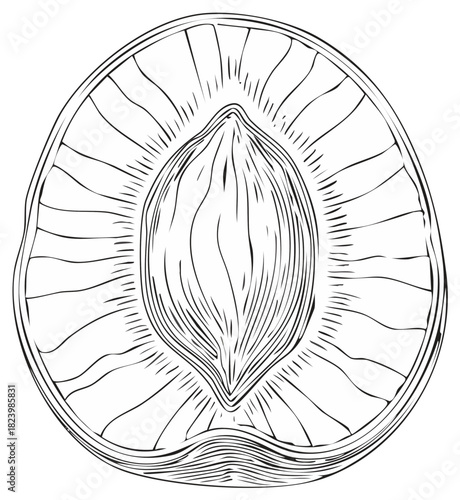 Peach fruit cross section with pit detailed line drawing illustration botanical anatomy diagram