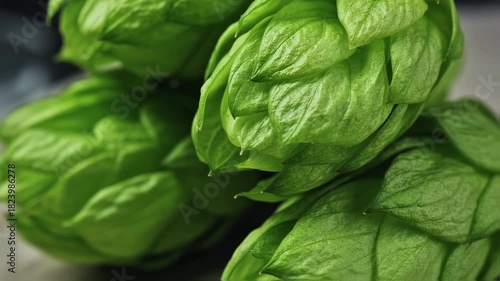 Fresh Green Hop Cones for Brewing Beer, Close-up