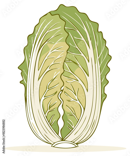 Napa Cabbage illustration