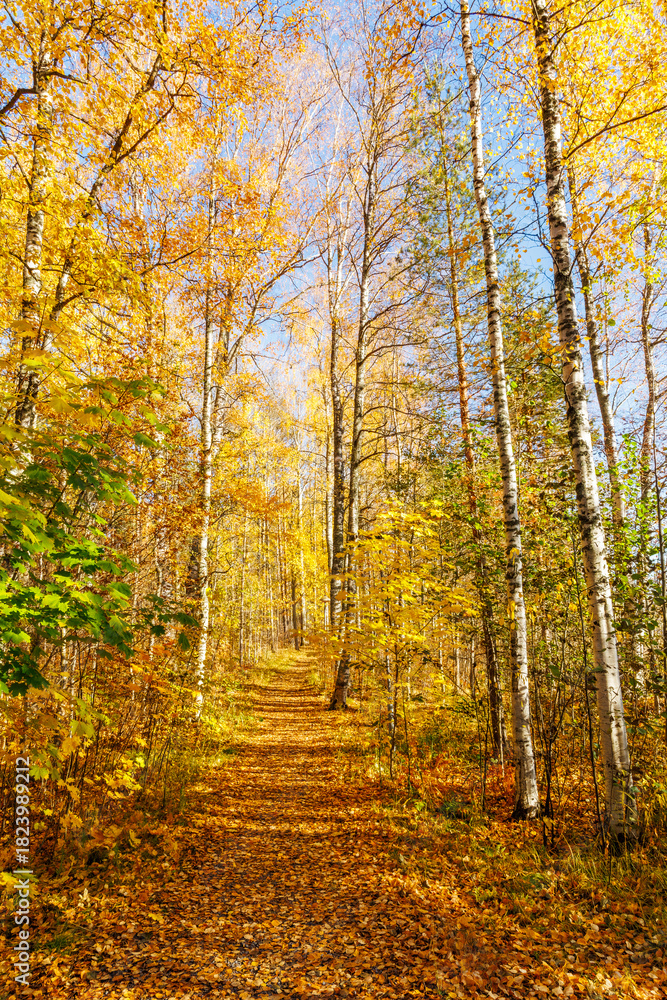 Obraz premium Sunny Autumn Forest Path Covered in Golden Leaves Lined by Tall Birch Trees - Scenic Fall Hiking Trail