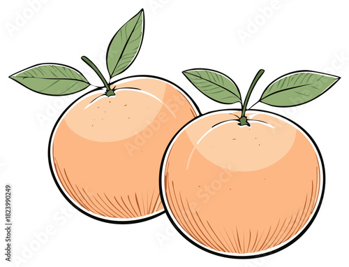 Two Freshly Picked Oranges with Green Leaves, an Artistic Vector Graphic Illustration