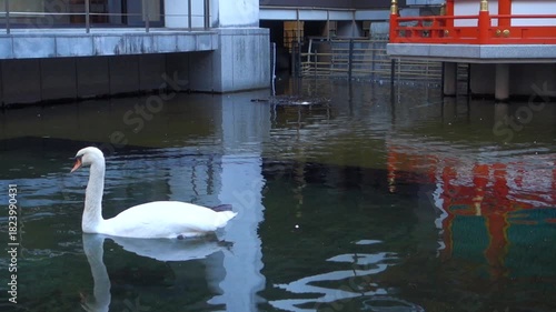 京都、六角堂境内の太子堂の池と白鳥