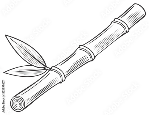 Hand drawn illustration of bamboo stalk and leaves in sketch style for design.