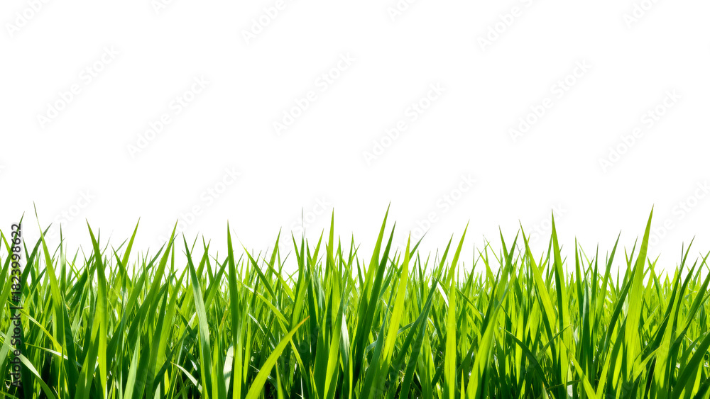 Obraz premium Fresh green grass under bright daylight with a clear white background highlighting natural beauty