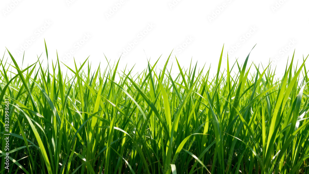 Obraz premium Bright green grass texture fills the space with a fresh and natural look for a modern design aesthetic