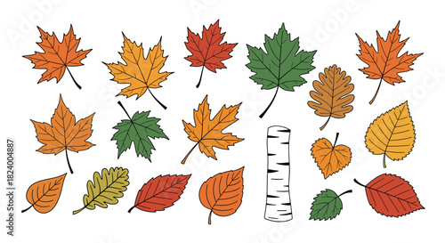 Vibrant collection of diverse colorful autumn leaves including maple and oak alongside a distinct birch bark illustration.