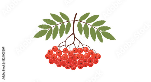 Vibrant cluster of red rowan berries with fresh green leaves is beautifully displayed on a single branch.