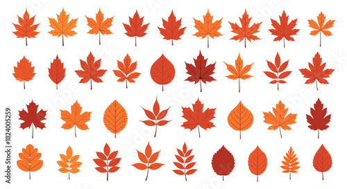 Extensive collection of diverse autumn leaves showcasing a rich spectrum of shapes and warm seasonal colors including orange red and brown.