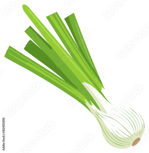 Fresh green scallion vegetable isolated on white background healthy food ingredient