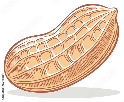 Single Peanut Illustration Graphic of Whole Nut with Detailed Textured Shell and Peanut Shape Style