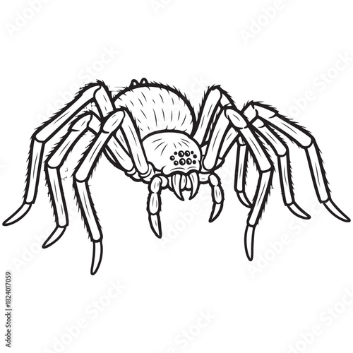 Black and white drawing of a spider