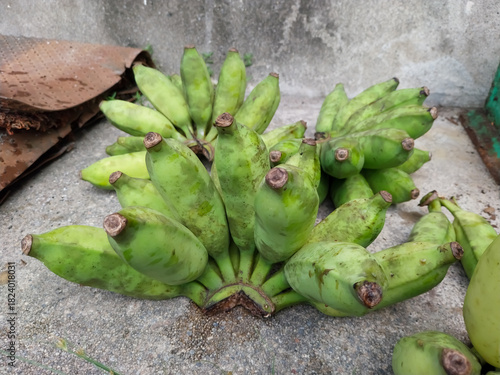 Fresh Green Plantain Cluster on Concrete Surface – Raw Tropical Harvest