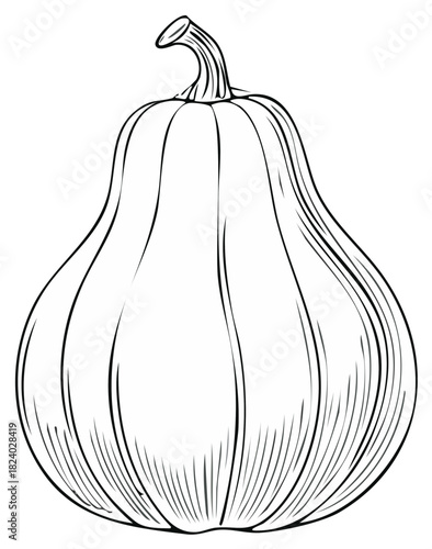 Detailed Line Drawing of a Pumpkin, Illustration, Decorative Design, Seasonal Theme