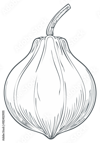 Hand drawn line art illustration of a decorative gourd or unique squash with stem and segmented texture