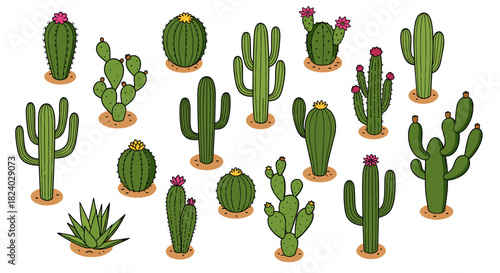 Diverse cacti collection with various shapes and colors on white background