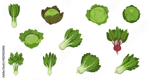 Colorful variety of fresh leafy vegetables in flat design