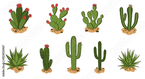 Collection of various cacti and succulents with flowers on white background