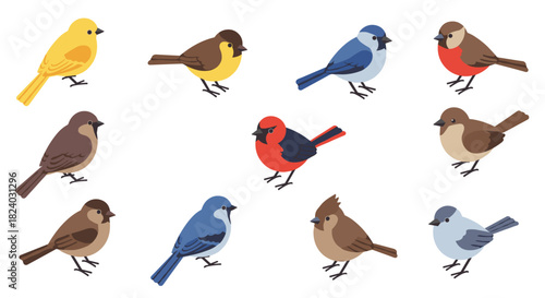 Colorful cartoon birds set: flat style illustration of various bird species