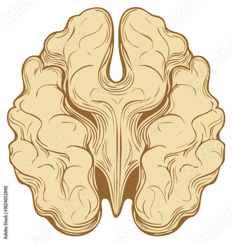 Illustration of Walnut Halves with Detailed Texture and Brown Contour Lines