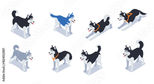 Isometric siberian huskies in various poses with accessories on white background
