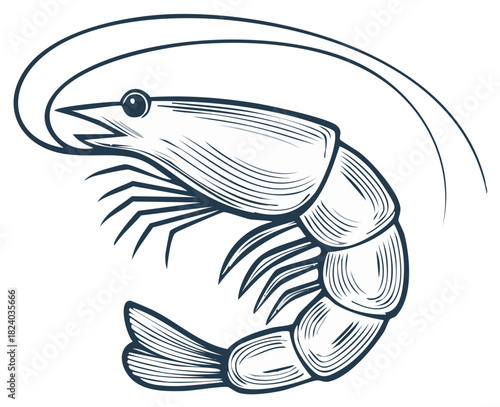 Detailed line art illustration of a shrimp with arched antenna in a circular design