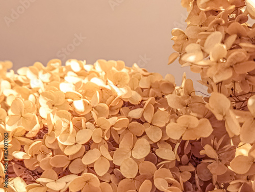 Background with hydrangea flower detail