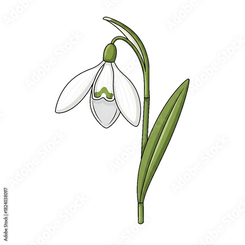 A delicate snowdrop flower blooming at the end of winter.