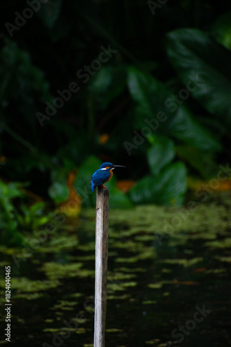 bird on a branch, Common kingfisher Sri Lanka