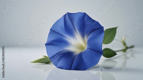 Blue Morning Glory Flower on a Pure White Background
