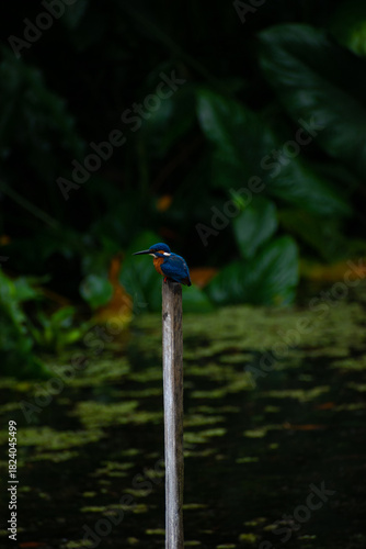 Bird sitting on a branch, Common kingfisher Sri Lanka