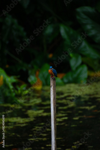 Common kingfisher on a stick looking at each other face to face