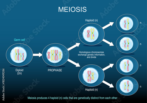 Meiosis produces haploid n cells that are genetically distinct from each other. Germ cell