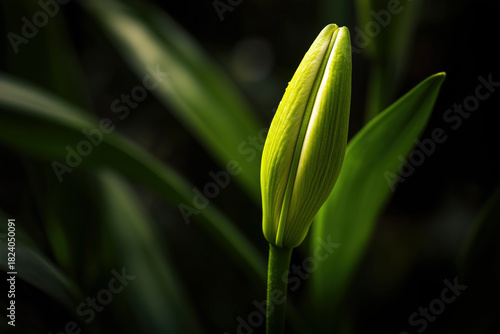 Wallpaper Mural A close-up of a smooth, bright beautiful, green lily bud grows vertically against a dark, moody background. Dramatic contrast. Idea of natural elegance, life energy, elegant botany. Torontodigital.ca