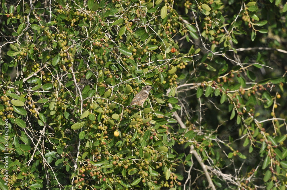 Fototapeta premium Small bird perched among green foliage with ripe fruit during a sunny day in a natural habitat