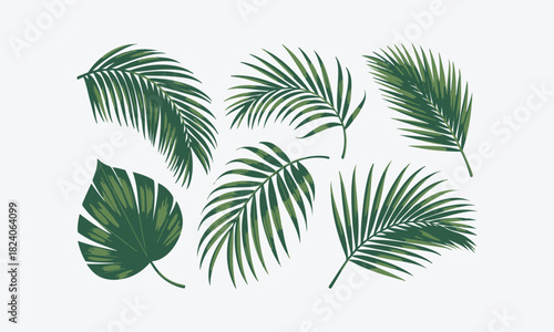Set of green palm tree leaves vector illustration