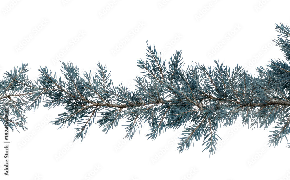 Obraz premium PNG Evergreen branch with frosty needles.