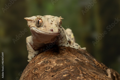 The Crested Gecko (Correlophus ciliatus) is a species of gecko native to southern New Caledonia.