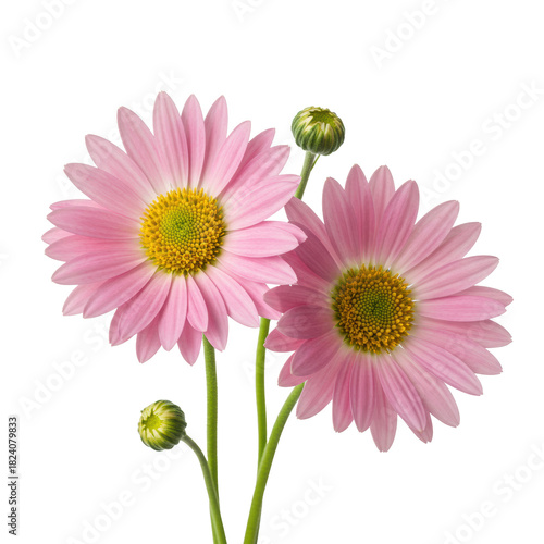 Two vibrant blush pink daisies with intricate yellow stamens, a green bud, and verdant stems, macro shot on a transparent background with soft natural lighting. Concept of delicate perfection