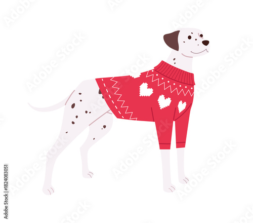 Dalmatian wearing a red Christmas sweater with white heart ornaments. Cute holiday dog character standing on a white background. Vector illustration for festive designs