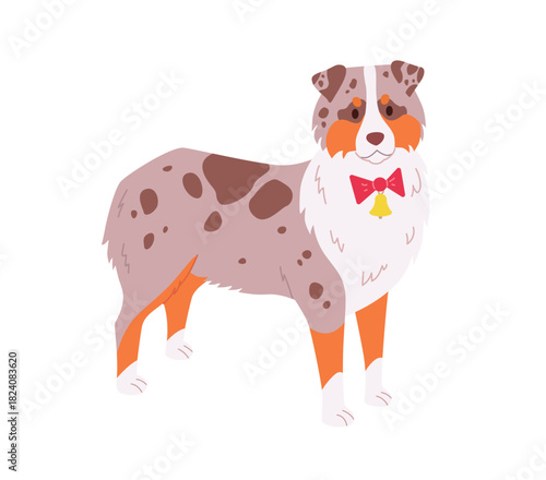 Australian Shepherd Dog Vector. Illustration of a dog wearing red bow tie with a bell. Christmas puppy character in modern flat style on white background