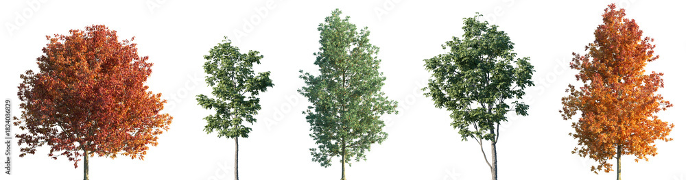 Fototapeta premium Set of autumn and summer Fraxinus americana and Fraxinus velutina frontal street trees isolated png in sunny daylight on a transparent background perfectly cutout