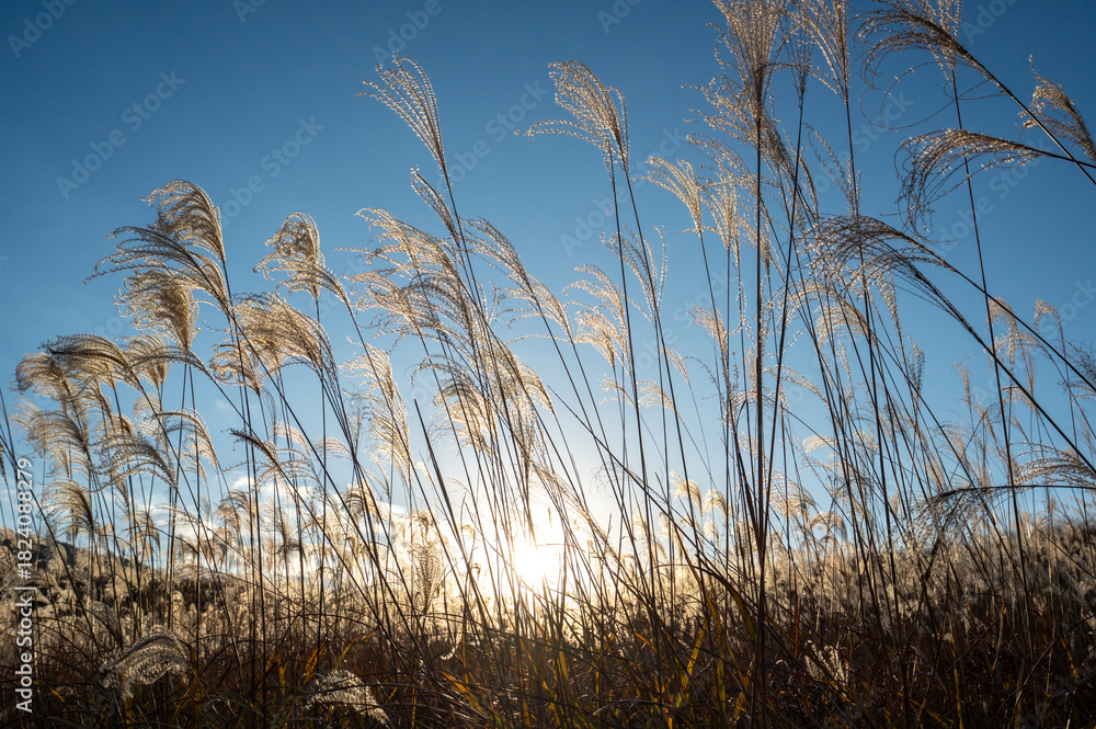 Fototapeta premium 夕焼けの光が眩しい、ススキが美しい曽禰高原の素朴な田舎の景色