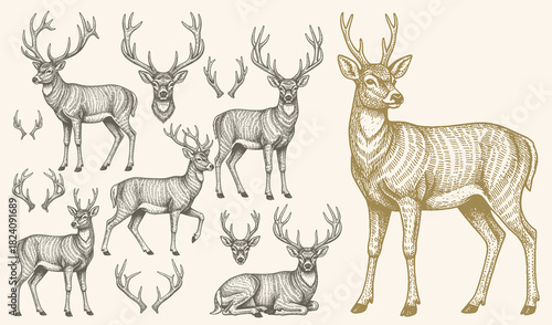 Deer and antlers engraving style vector illustration set