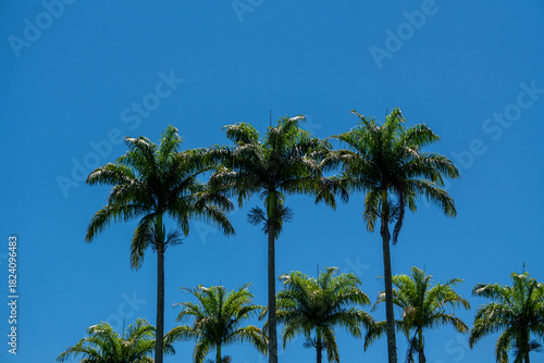 palm trees on blue sky background in parque da cidade