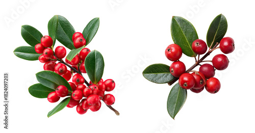 Red berry branch with glossy green leaves, festive natural decoration and seasonal botanical detail, bright red fruit and textured foliage