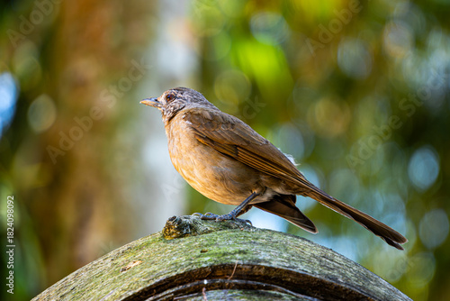 robin on a branch